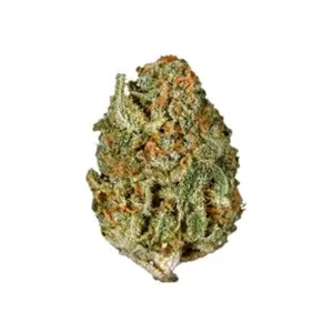 Buddah Society White Rhino